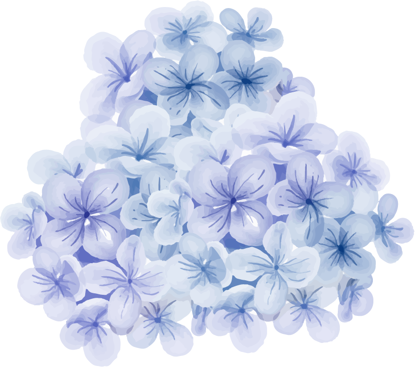 hydrangea floral watercolor clipart